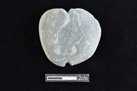 藏品(網墜)的圖片