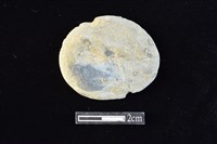 藏品(網墜)的圖片