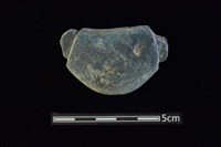 藏品(網墜)的圖片