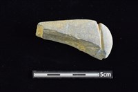 藏品(網墜)的圖片