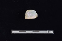 藏品(網墜)的圖片