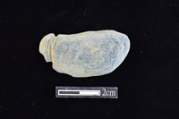 藏品(網墜)的圖片