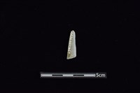 藏品(矛鏃形器)的圖片