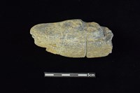 藏品(網墜)的圖片