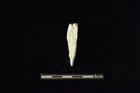 藏品(玉料)的圖片