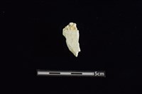 藏品(玉料)的圖片