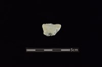 藏品(玉料)的圖片