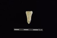 藏品(玉料)的圖片