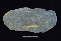 藏品(石器殘件)的圖片