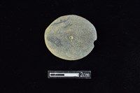 藏品(穿孔石板)的圖片