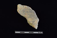 藏品(陶片)的圖片