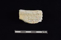 藏品(陶缽)的圖片