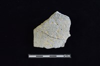 藏品(陶片)的圖片