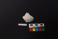 藏品(瓷片)的圖片