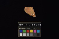 藏品(陶片)的圖片