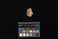 藏品(陶片)的圖片