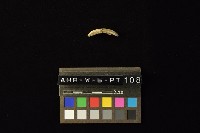 藏品(陶環)的圖片