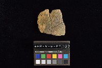 藏品(陶片)的圖片