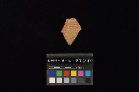 藏品(陶片)的圖片