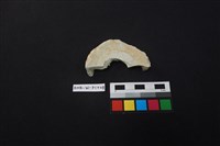 藏品(瓷片)的圖片