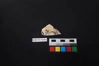 藏品(瓷片)的圖片