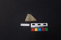 藏品(硬陶片)的圖片