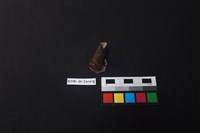 藏品(茶壺)的圖片