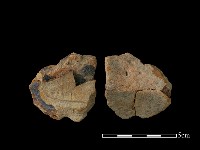 藏品(陶片)的圖片