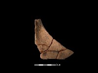 藏品(連杯形器)的圖片