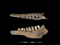 藏品(梅花鹿骨)的圖片