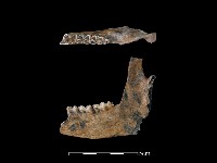 藏品(獐骨)的圖片