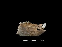 藏品(野豬骨)的圖片