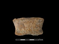 藏品(陶罐)的圖片