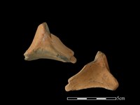 藏品(連杯形器)的圖片