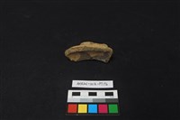 藏品(陶片)的圖片