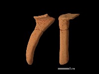 藏品(陶片)的圖片