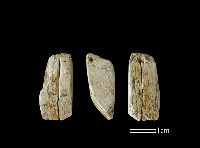 藏品(錛鑿形器)的圖片