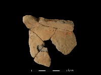 藏品(連杯形器)的圖片