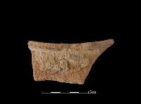 藏品(陶片)的圖片