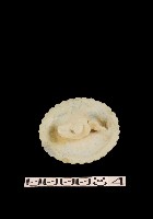 藏品(豬盤)的圖片