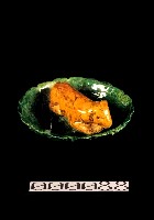 藏品(動物盤)的圖片