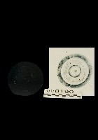 藏品(四乳鏡)的圖片