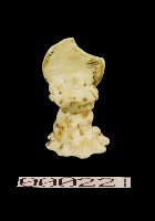 藏品(青釉月臺)的圖片