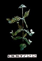 藏品(銅油燈樹)的圖片