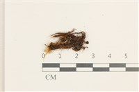 藏品(日本曲柄蘚)的圖片