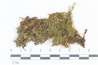 藏品(青毛苔)的圖片