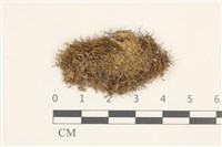 藏品(東亞昂氏蘚,東方昂氏蘚)的圖片