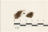 藏品(東亞昂氏蘚,東方昂氏蘚)的圖片