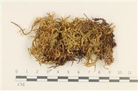 藏品(臺灣逆毛蘚)的圖片