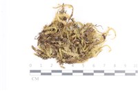 藏品(毛扭蘚)的圖片